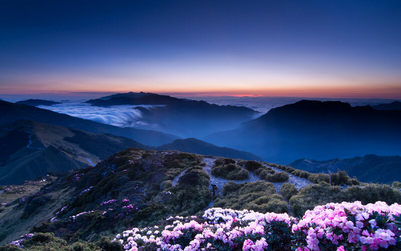 Pink Rhododendrons on Mountain — Blue