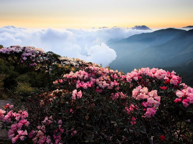Pink Rhododendrons on Mountain