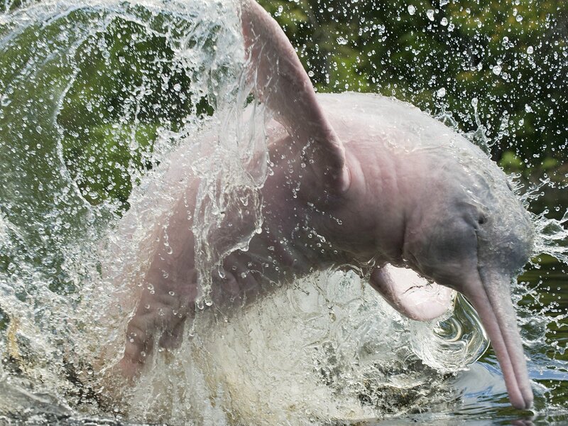 Pink River Dolphin — Dynamic, Photograph