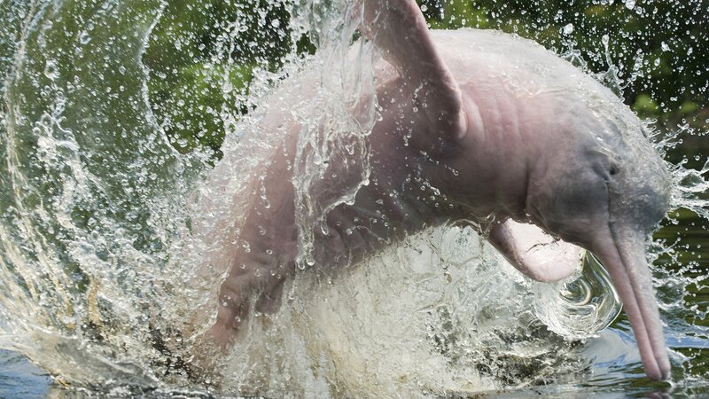 Pink River Dolphin — Dynamic