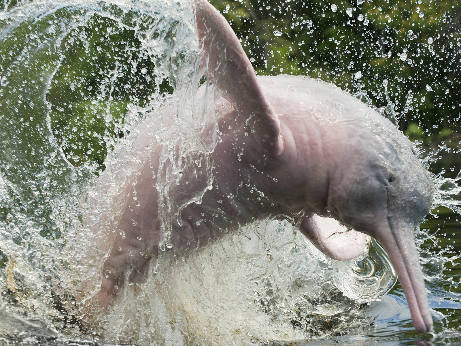 Pink river dolphin splashing