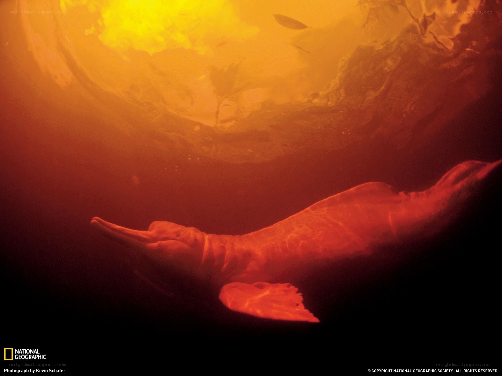 Pink river dolphin swimming