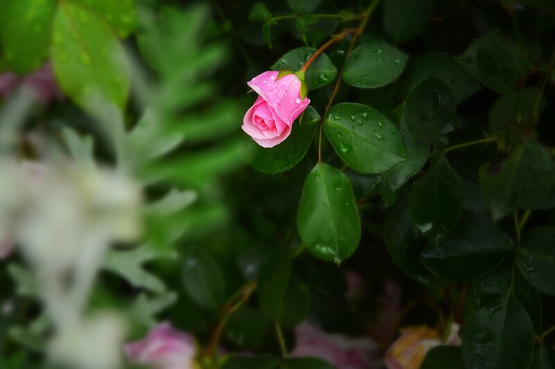 Pink rose after rain