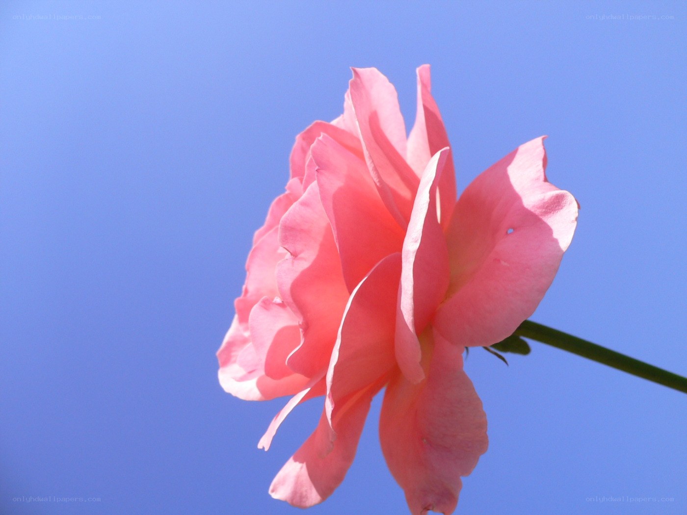 Pink rose against blue sky