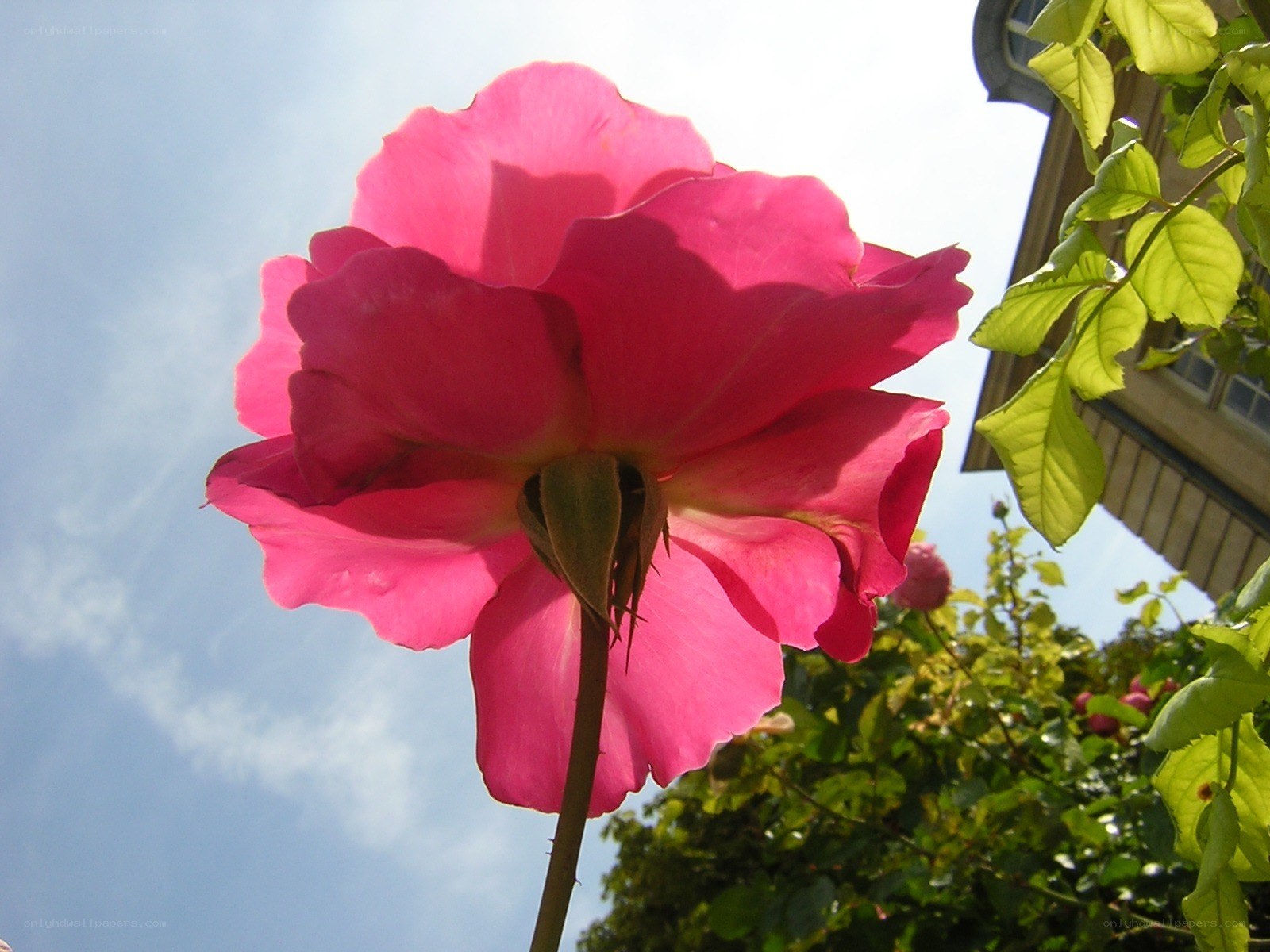 pink rose against blue sky