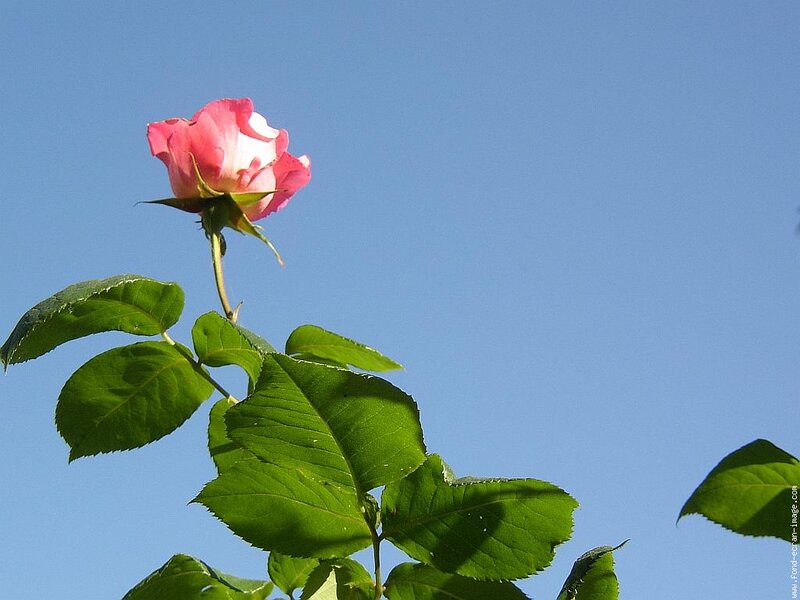 Pink Rose Against Blue Sky — Serene