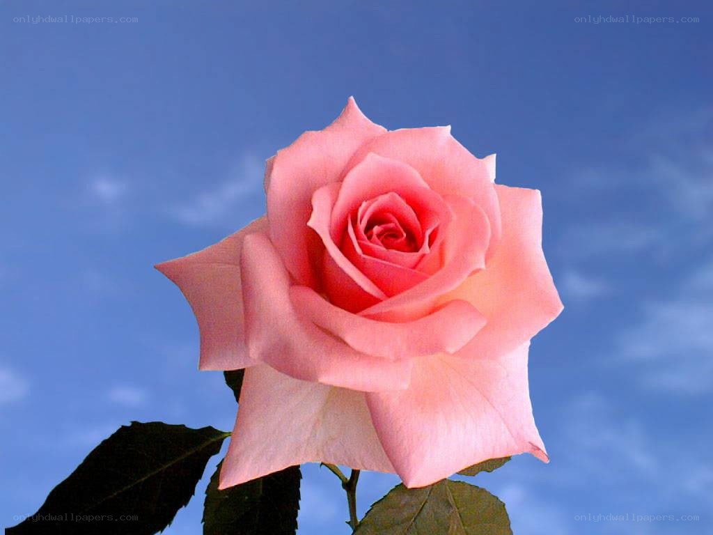 Pink rose against blue sky