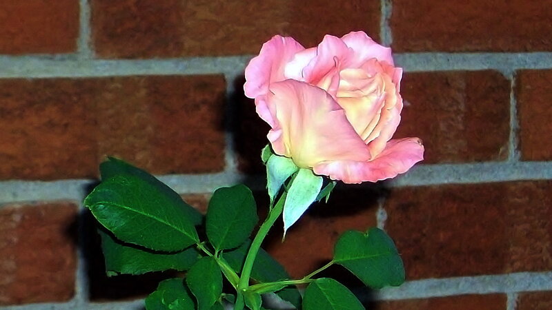 Pink Rose Against Brick