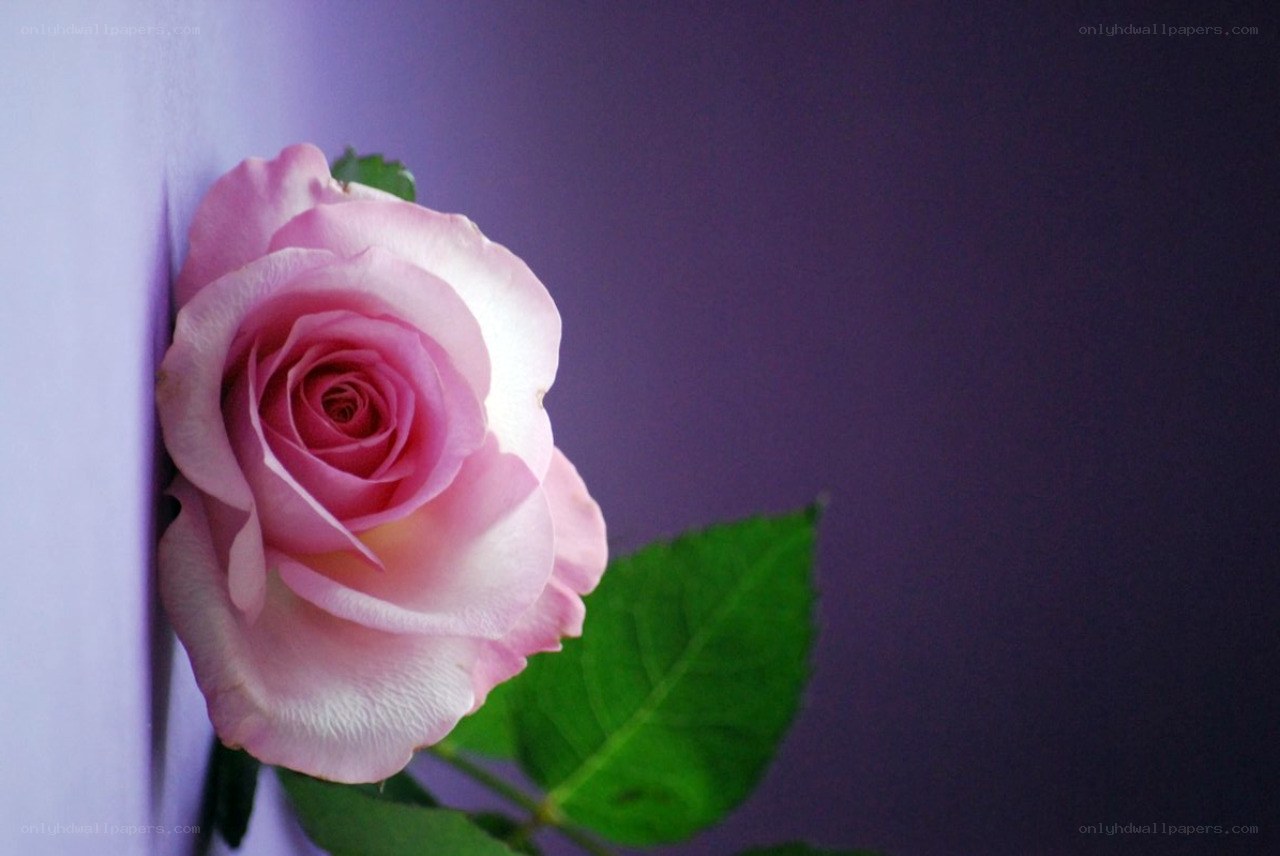 pink rose against purple wall