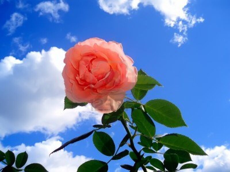Pink Rose Against Sky — Blue