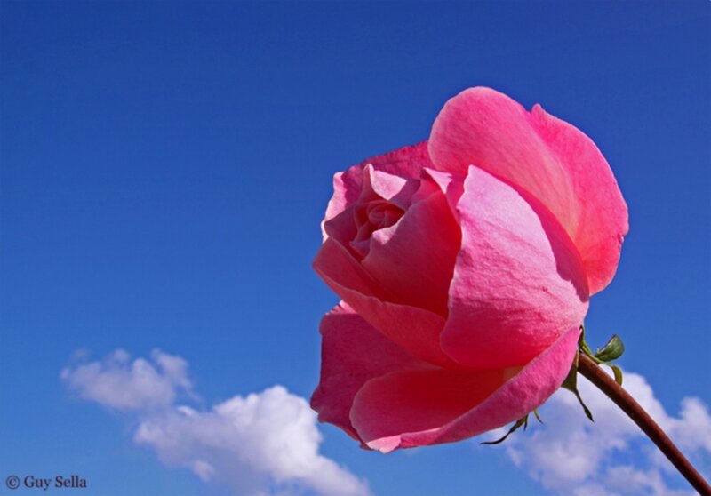 Pink Rose Against Sky