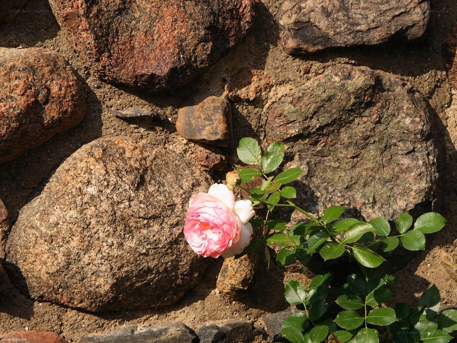 Pink rose against stone wall
