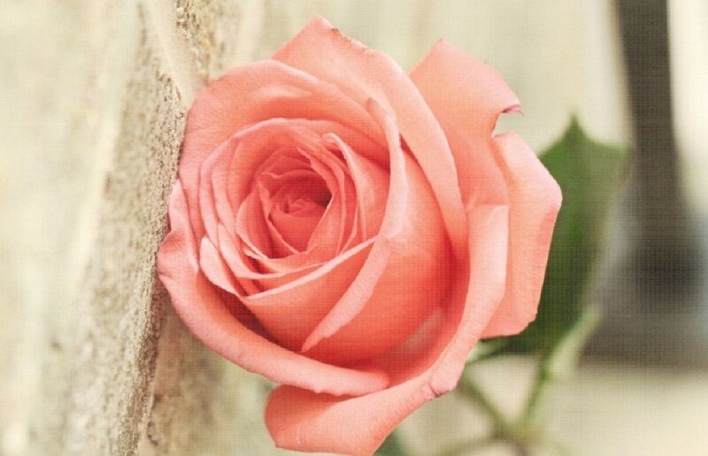 Pink Rose Against Wall — Calm