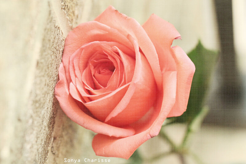 Pink Rose Against Wall