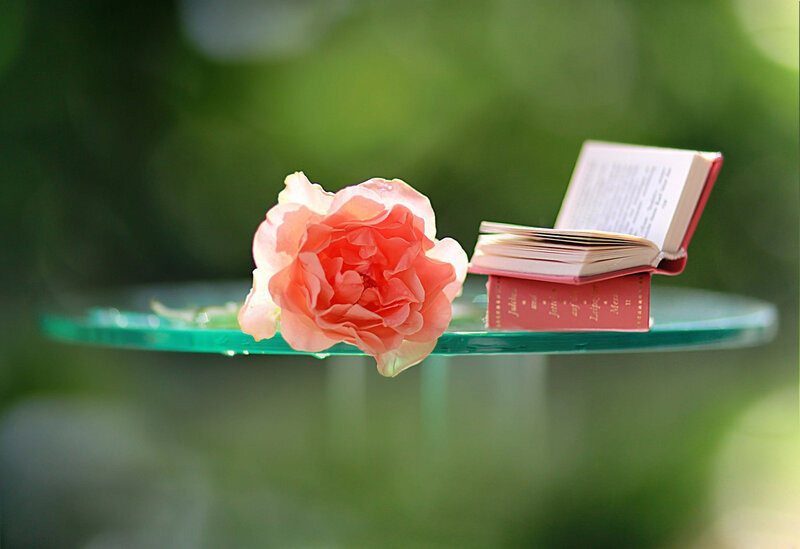 Pink Rose and Book
