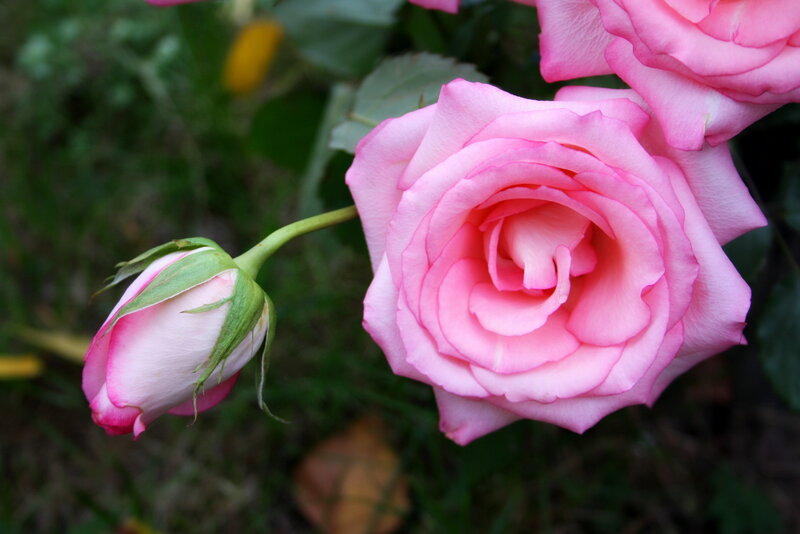 Pink Rose and Bud — Calm, Spring