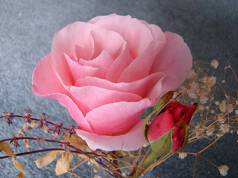 Pink Rose and Bud — Calm