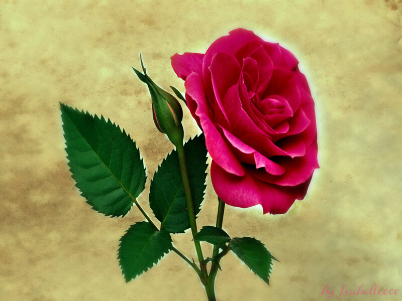 Pink Rose and Bud — Serene, Photograph