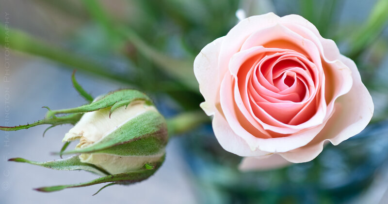 Pink Rose and Bud — Serene