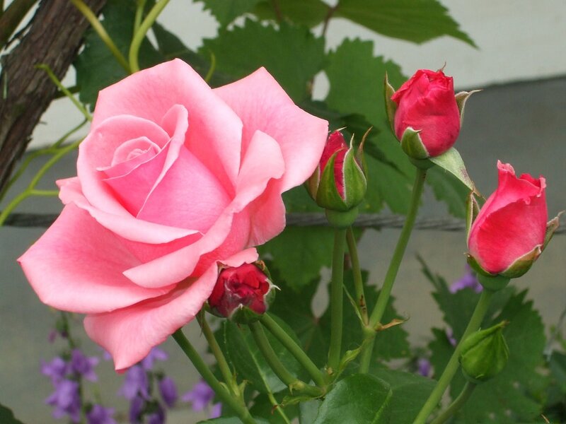 Pink Rose and Buds — Calm
