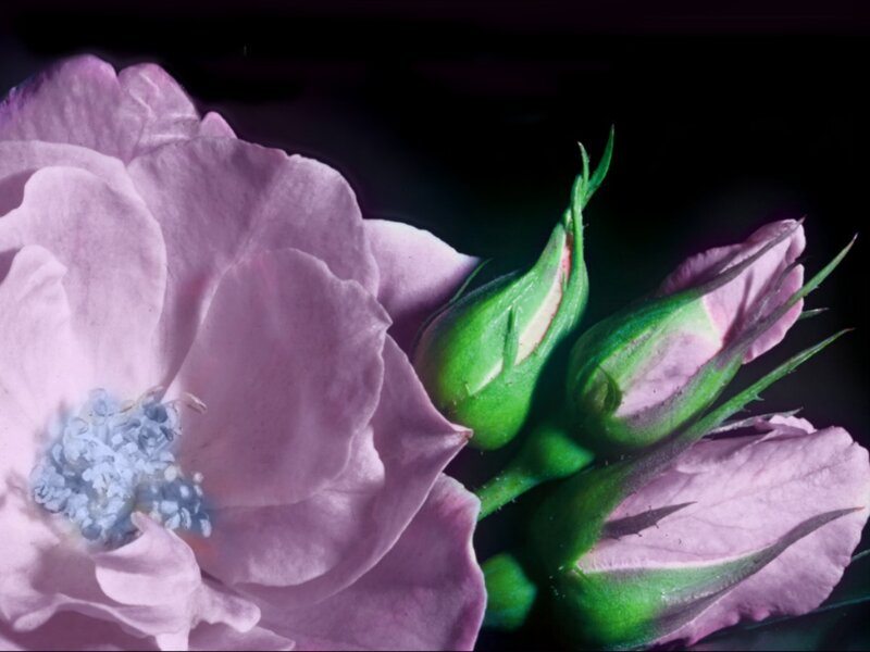 Pink Rose and Buds — Dramatic