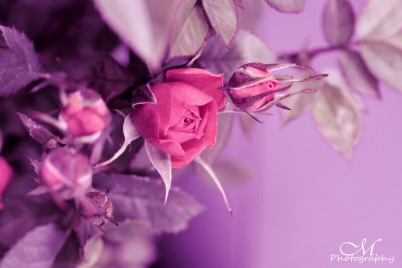 Pink Rose and Buds — Purple
