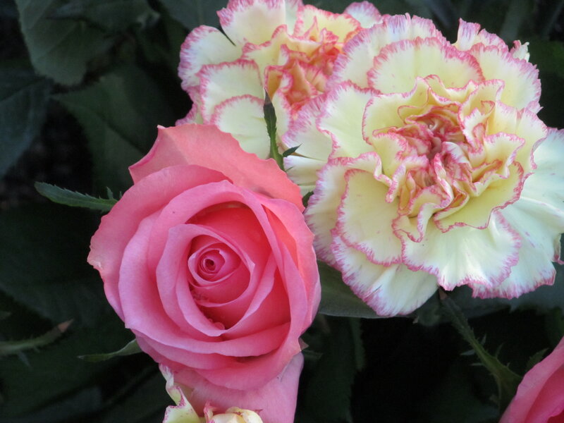 Pink Rose and Carnation