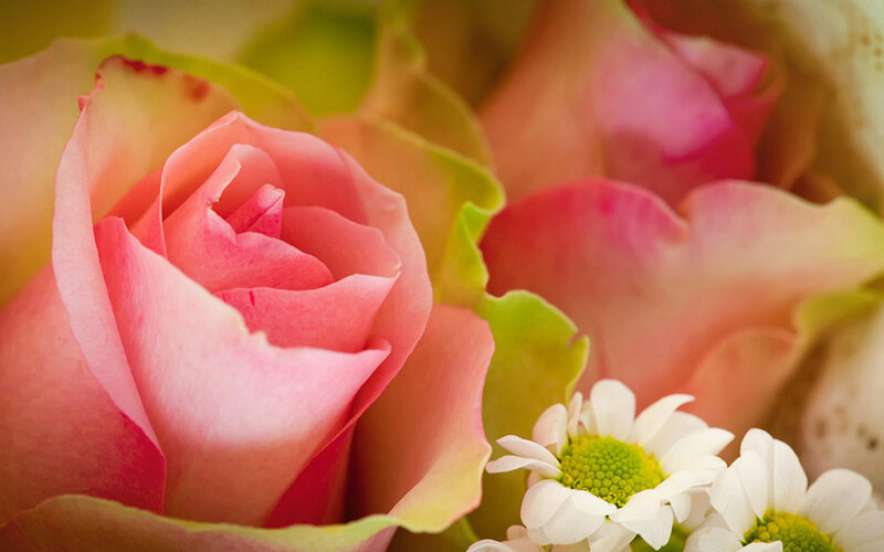 Pink Rose and Daisies — Calm, Photograph