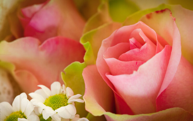 Pink Rose and Daisies — Calm