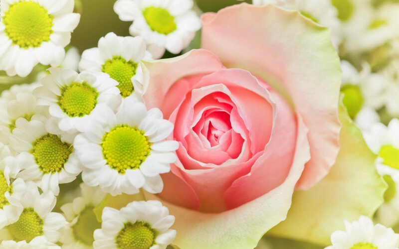 Pink Rose and Daisies