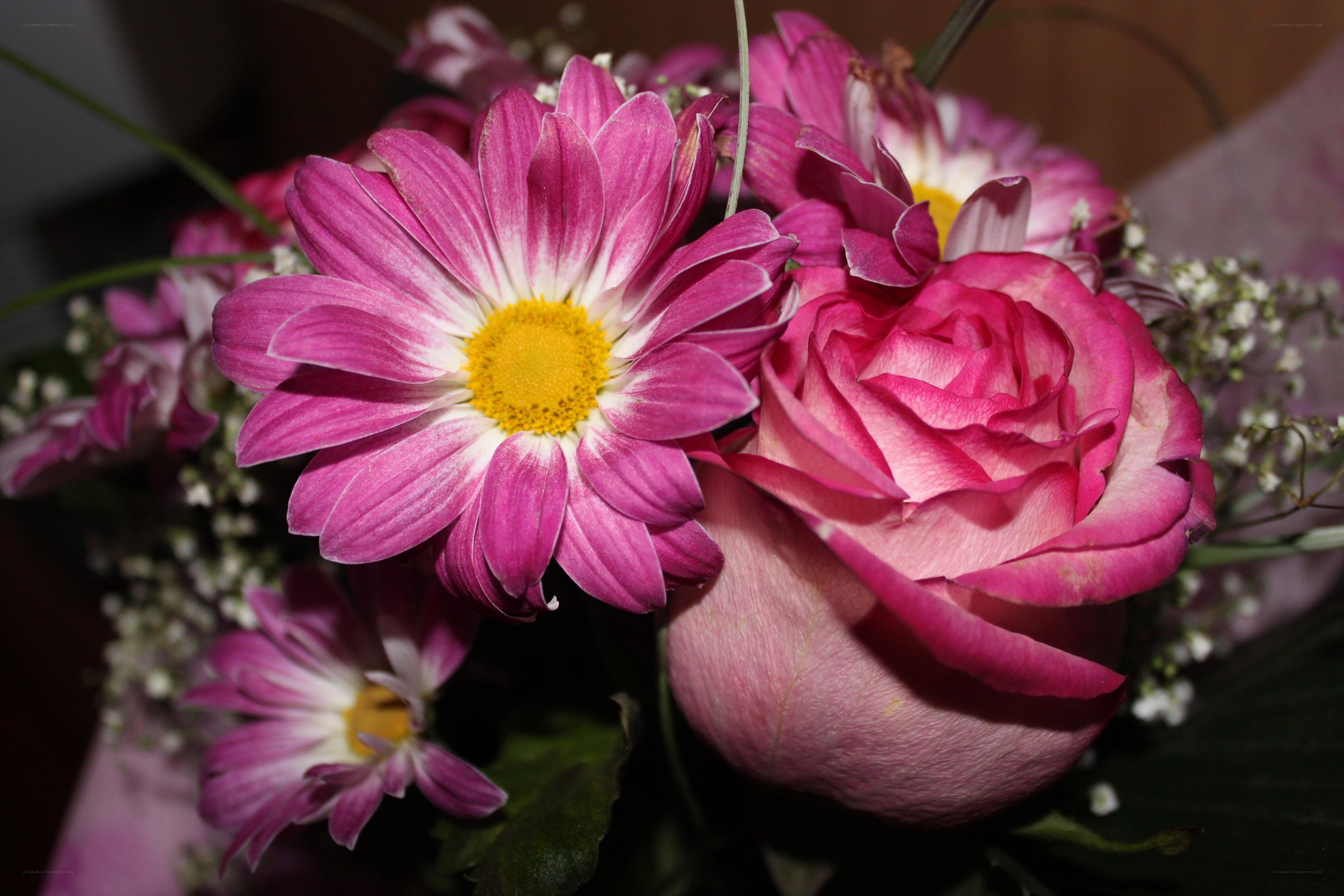 Pink rose and daisy bouquet
