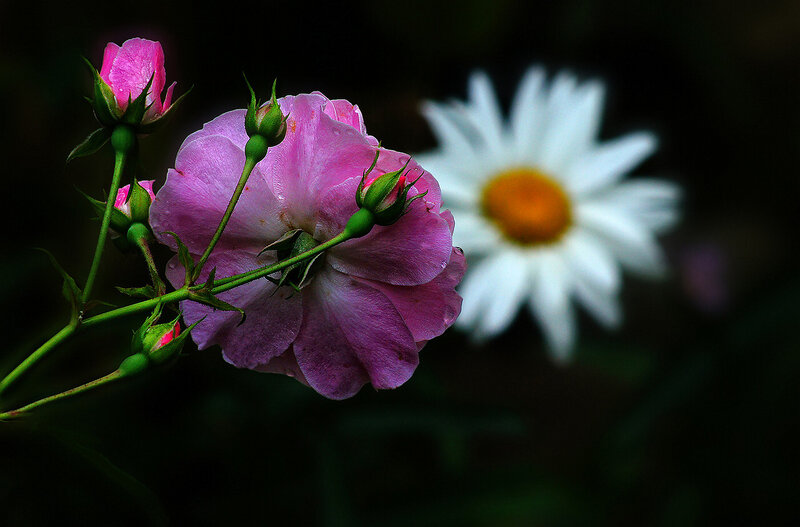 Pink Rose and Daisy — Serene