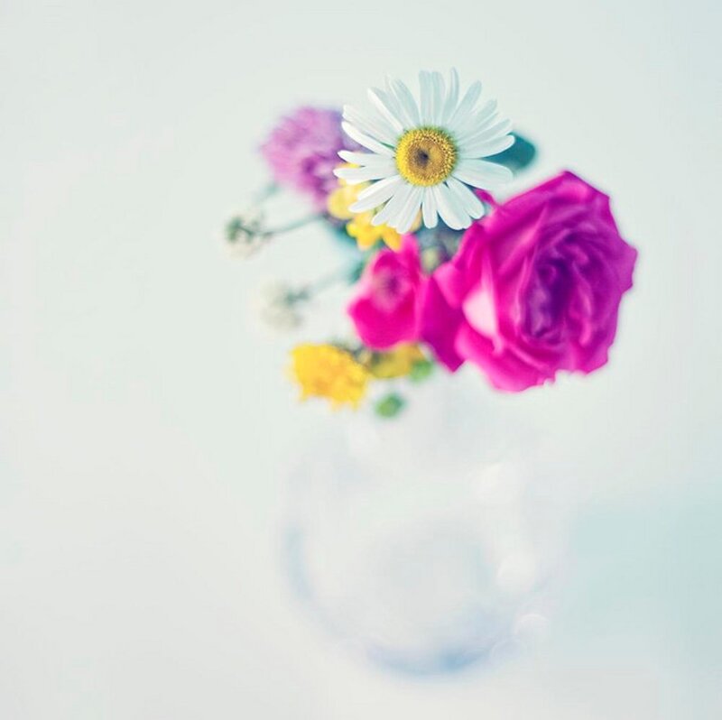 Pink Rose and Daisy