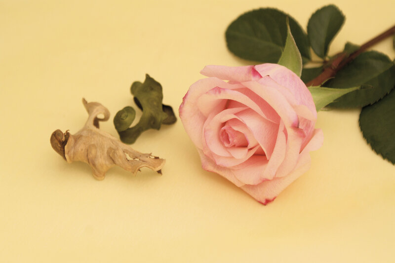 Pink Rose and Dried Flower
