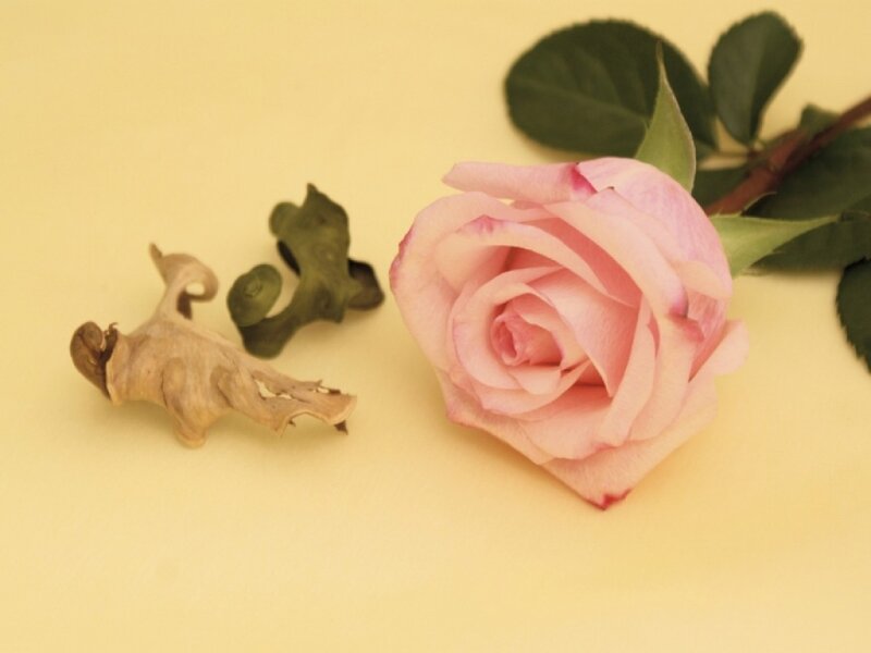 Pink Rose and Dried Flower — Yellow