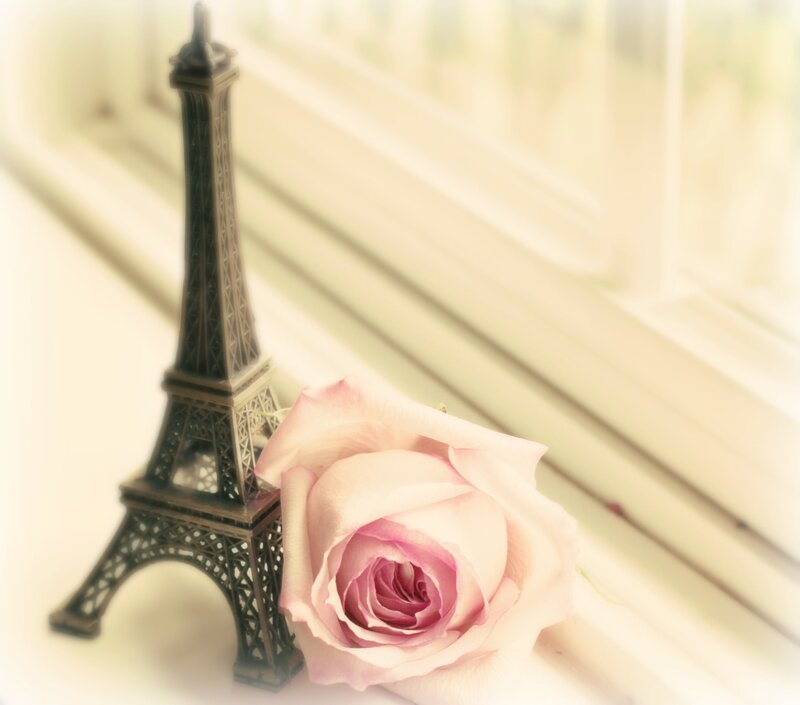 Pink Rose and Eiffel Tower