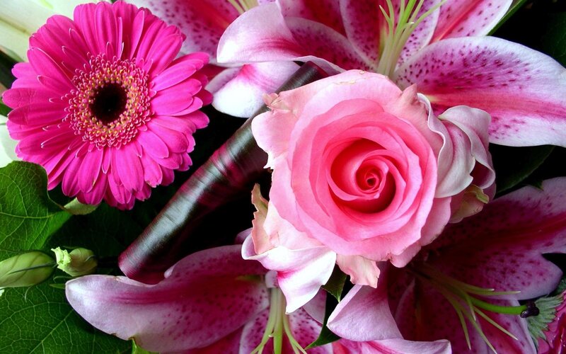 Pink Rose and Gerbera — Calm