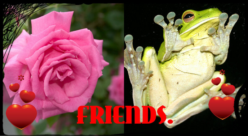 Pink Rose and Green Frog