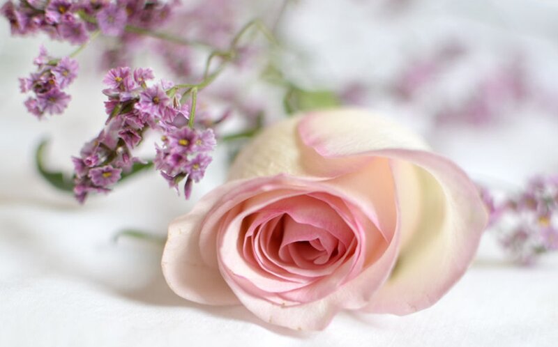 Pink Rose and Lavender Flowers