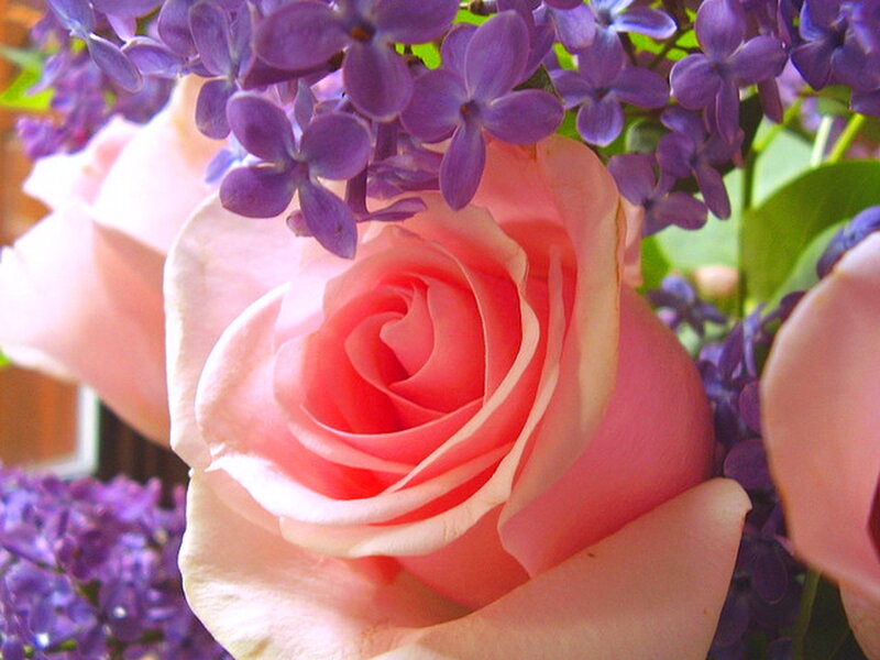 Pink Rose and Lilac