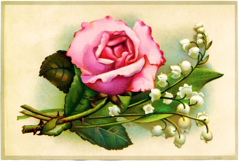 Pink Rose and Lilies of the Valley — Serene