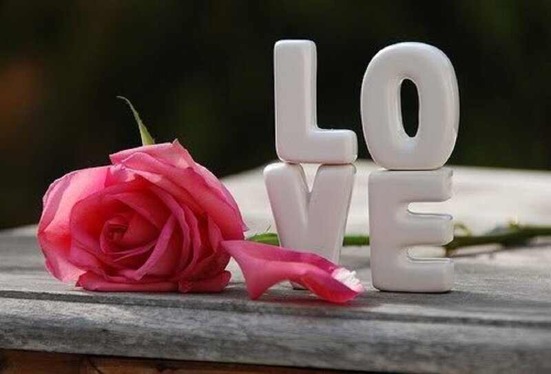 Pink Rose and Love Letters — Calm