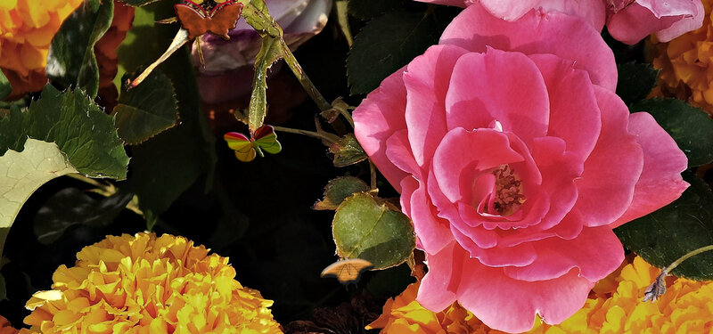 Pink Rose and Marigolds