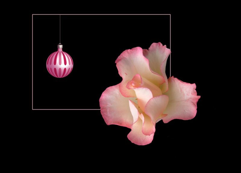 Pink Rose and Ornament