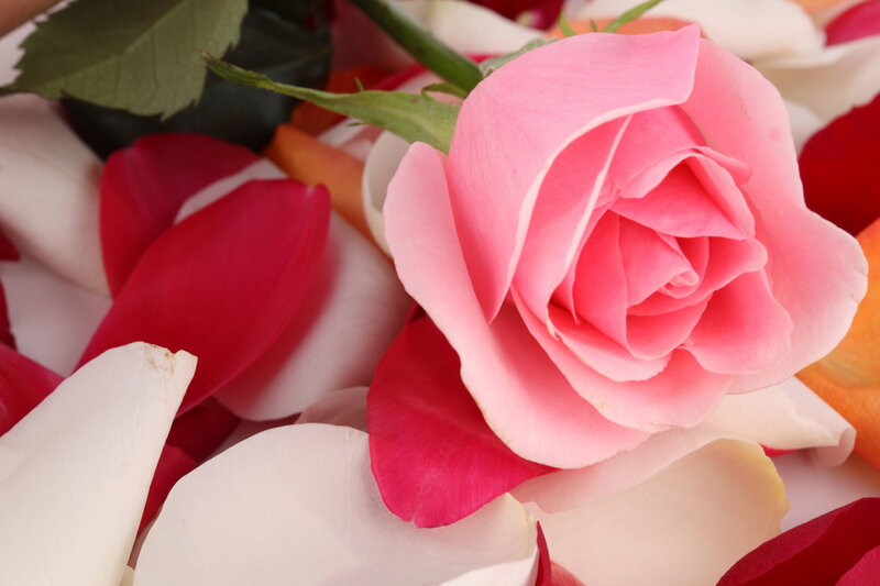 Pink Rose and Petals — Calm, Photograph, Leaf