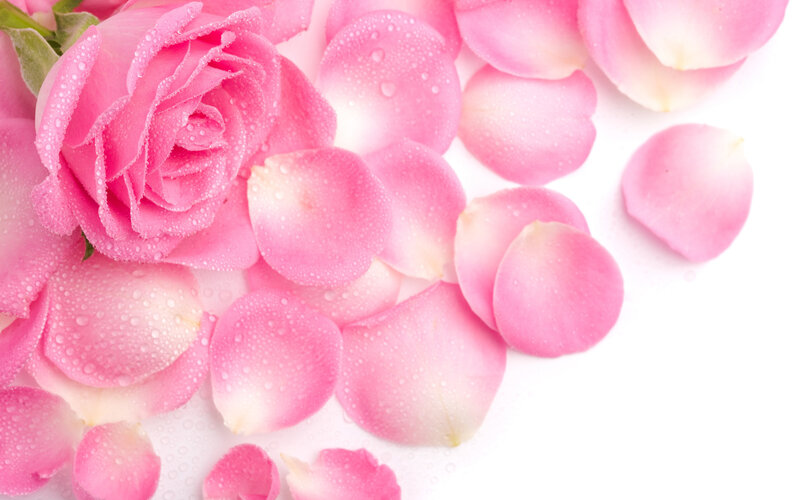 Pink Rose and Petals — Calm, Photograph