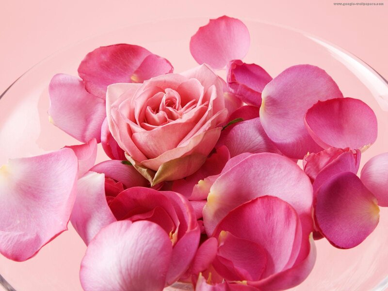 Pink Rose and Petals — Calm