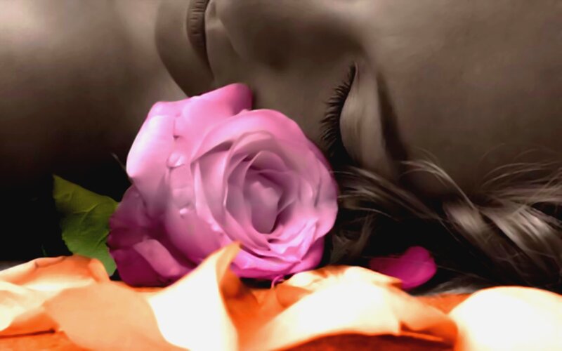 Pink Rose and Petals — Purple