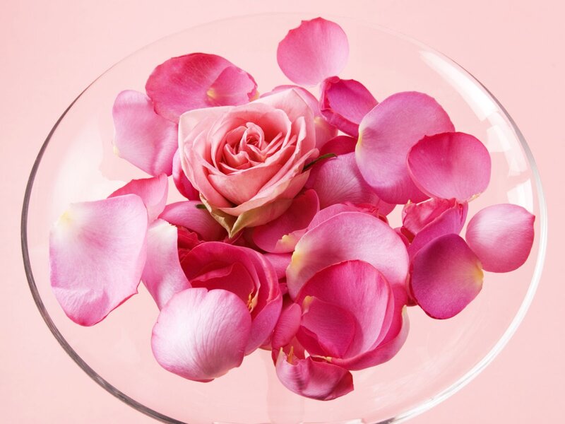 Pink Rose and Petals — Serene, Photograph