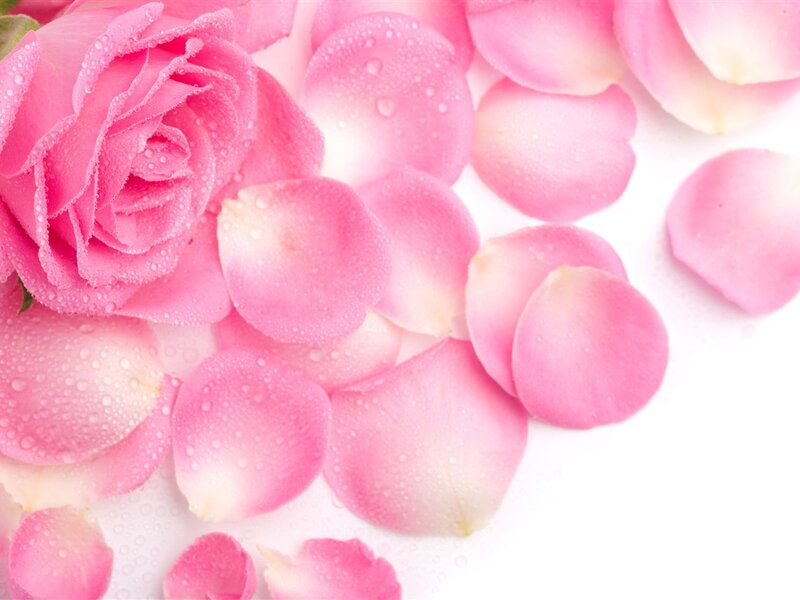 Pink Rose and Petals — Serene, Photograph, Water Droplets